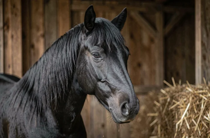 Portrait en gros plan d'un cheval frison noir de profil devant une écurie rustique, mettant en valeur son regard noble et la texture brillante de sa robe sombre
